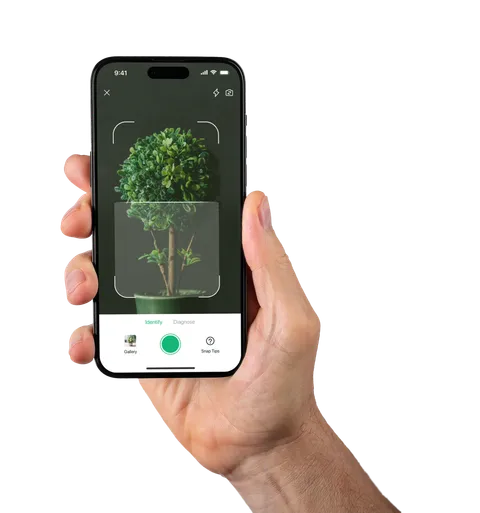 Scan & Snap a Photo
